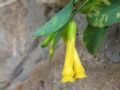 Nicotiana glauca
